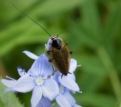 Image of dusky cockroach