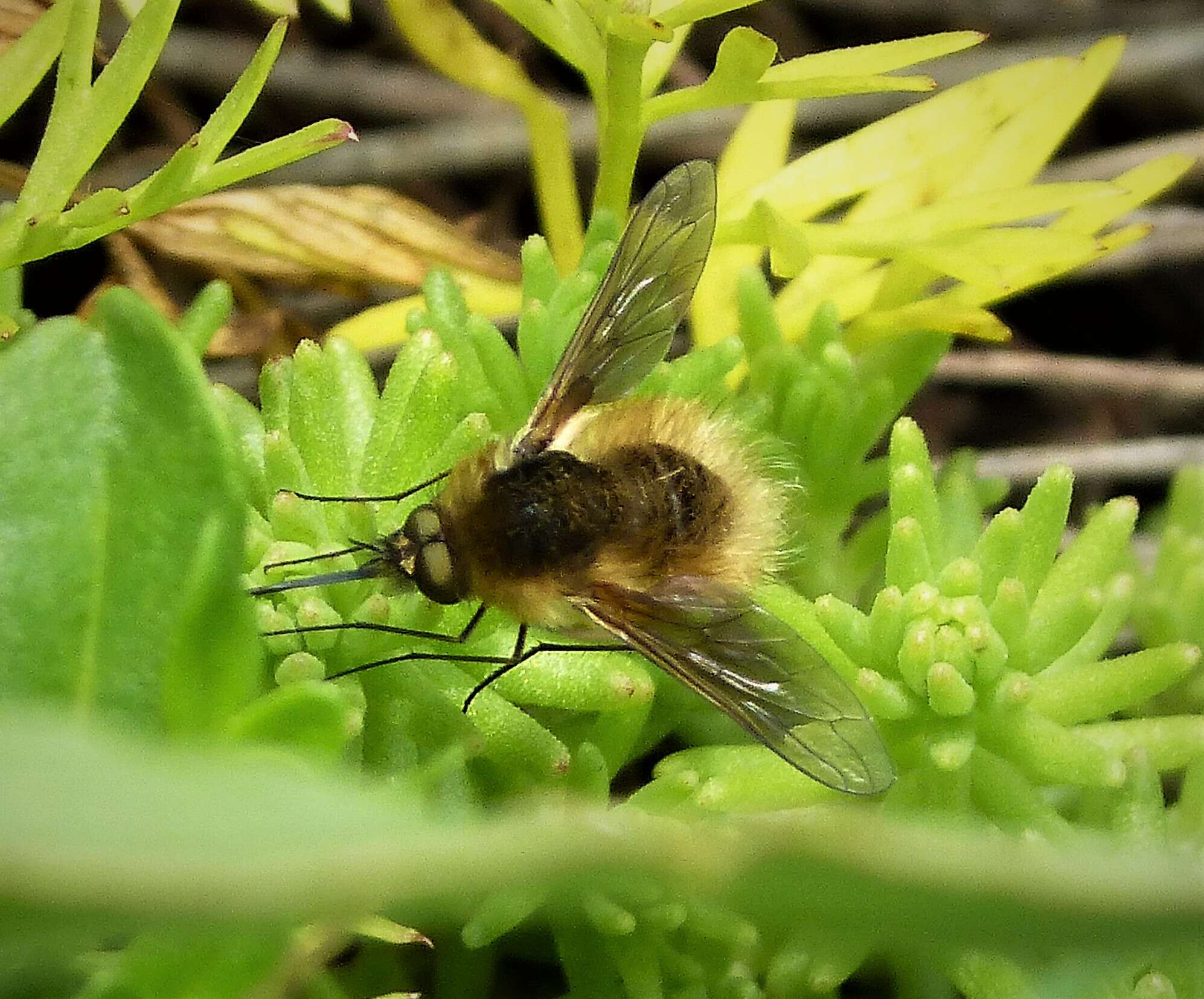 Image of Bombyliinae