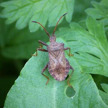 Image of Coreus