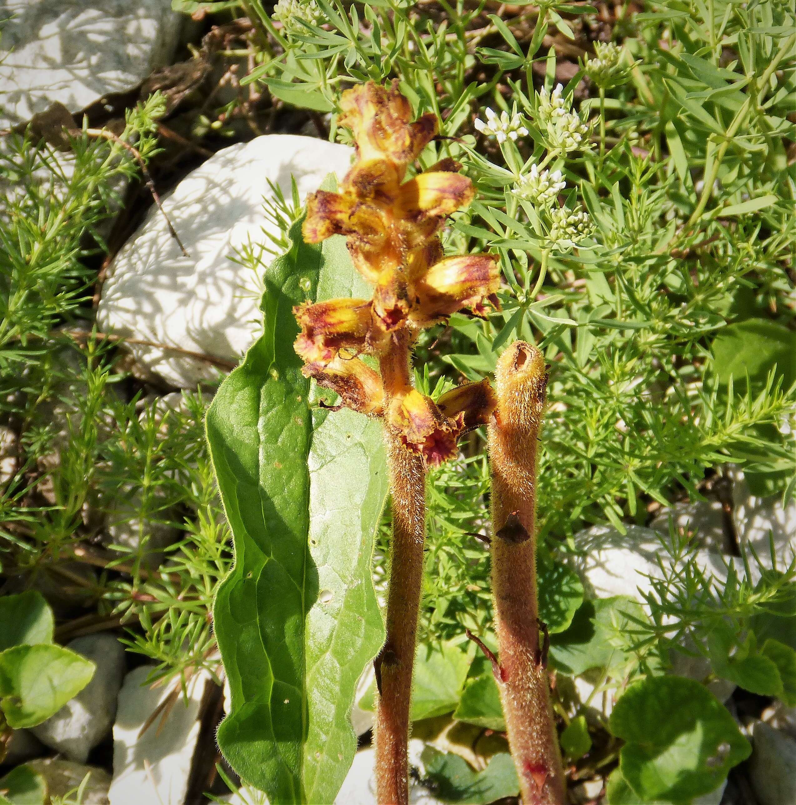 Image of clover broomrape