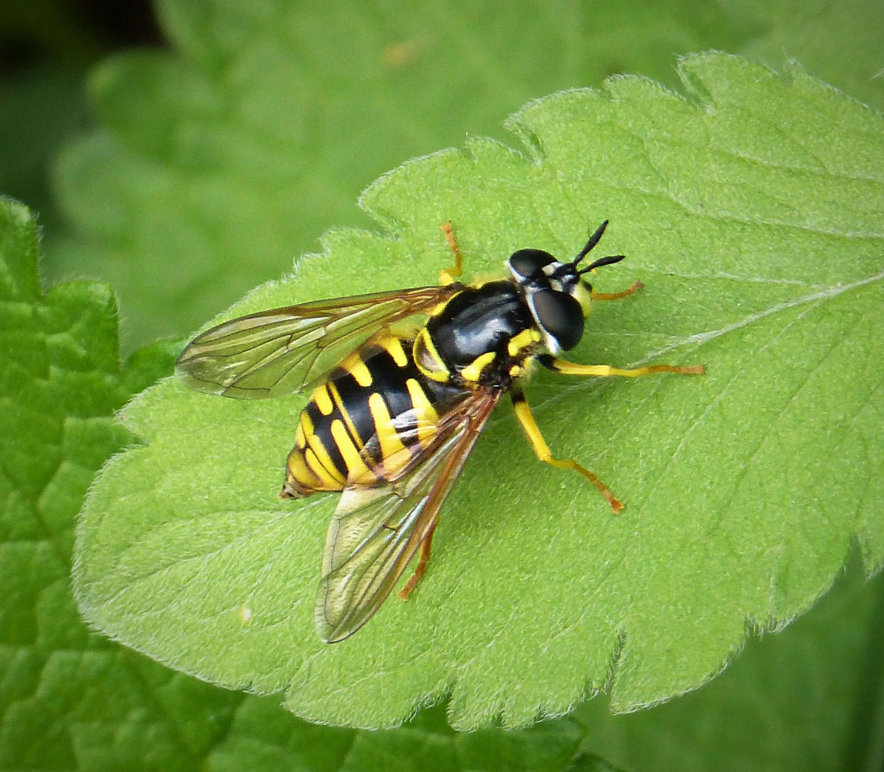 Image de Chrysotoxum