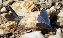 Image of small blue