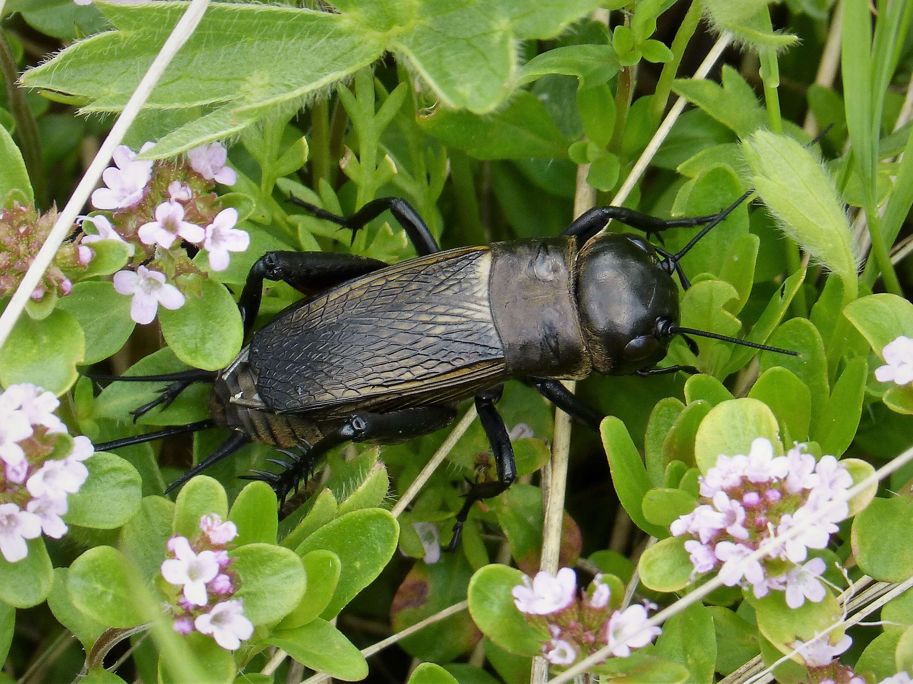 Image of Field cricket