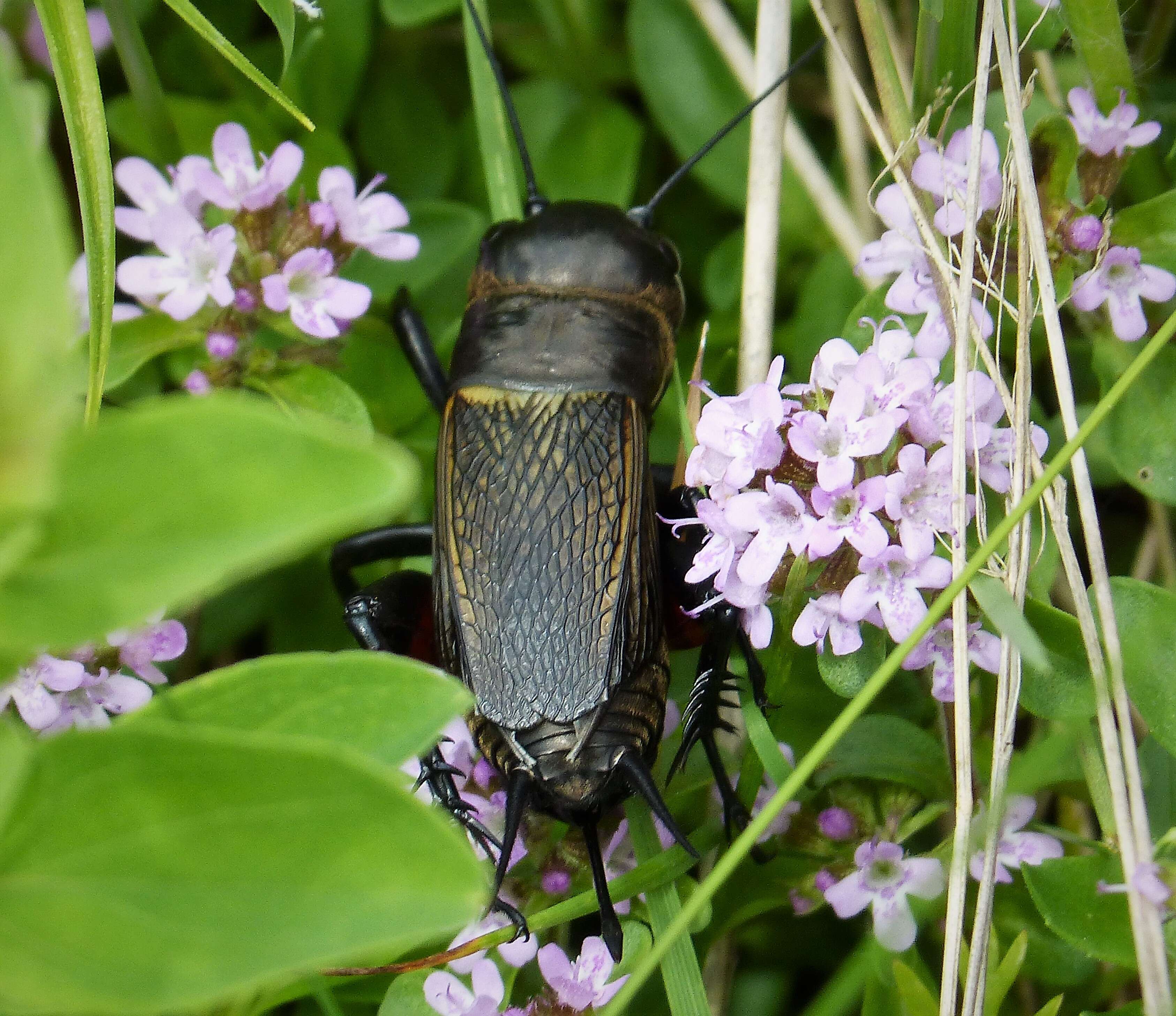 Image of Field cricket