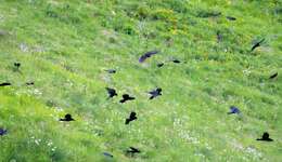 Image of Alpine Chough