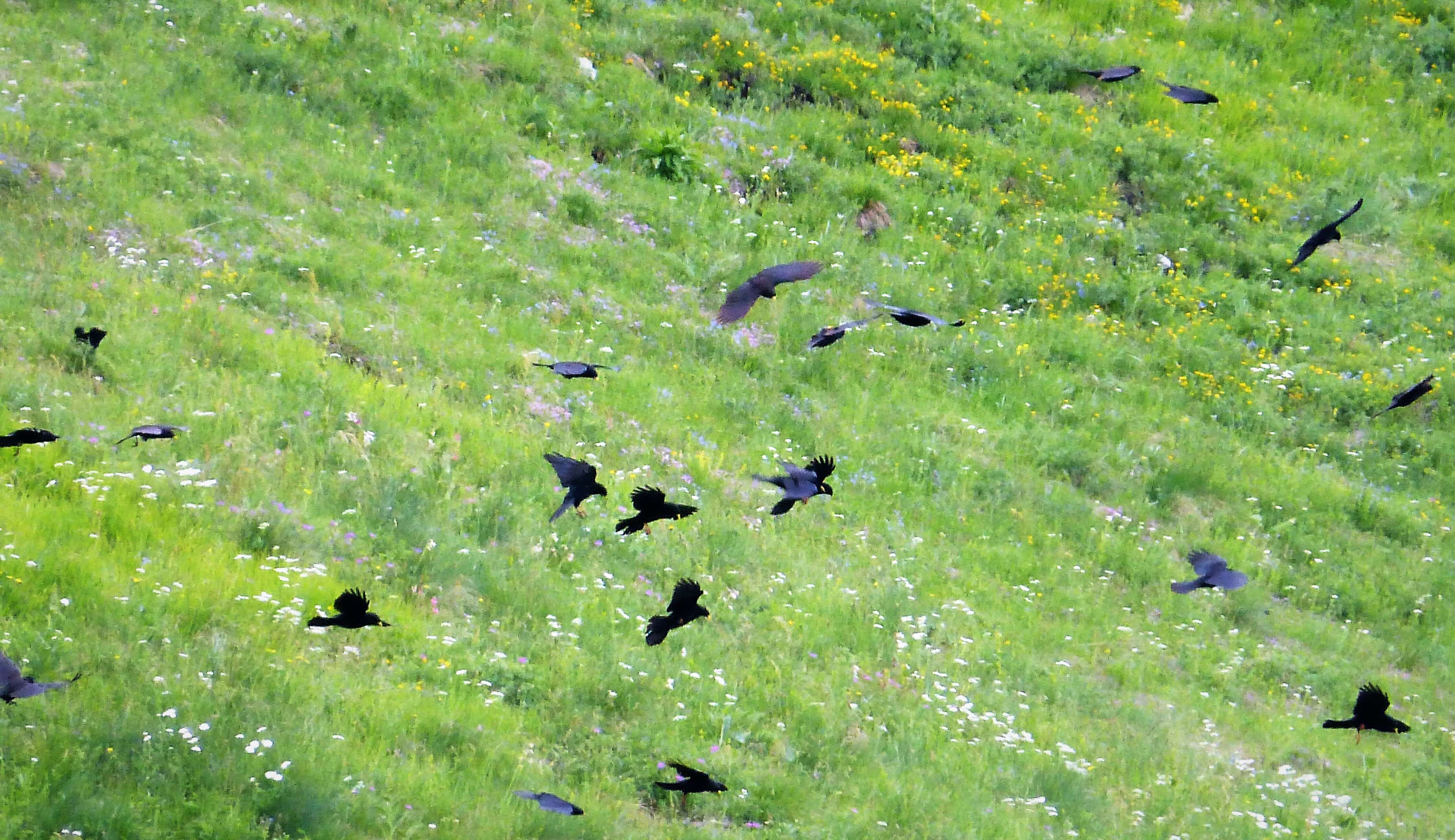 Image of Alpine Chough