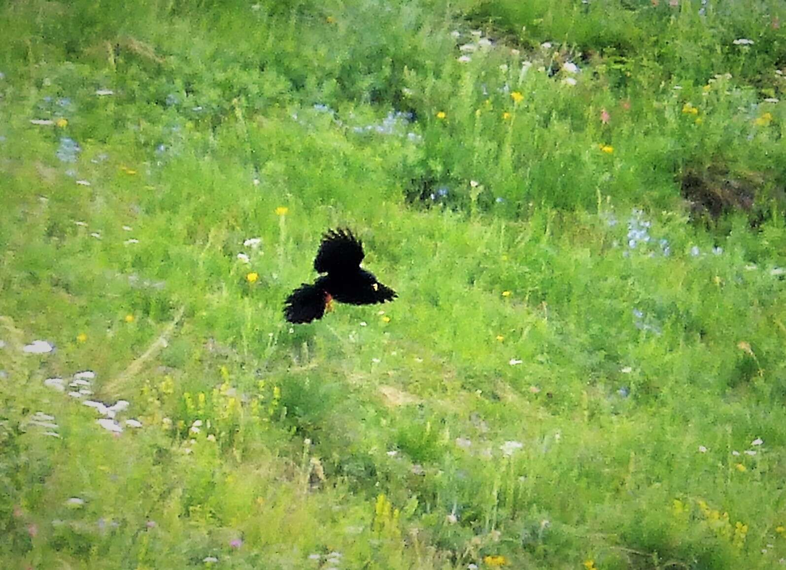 Image of Alpine Chough