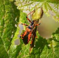 صورة Rhynocoris iracundus (Poda 1761)