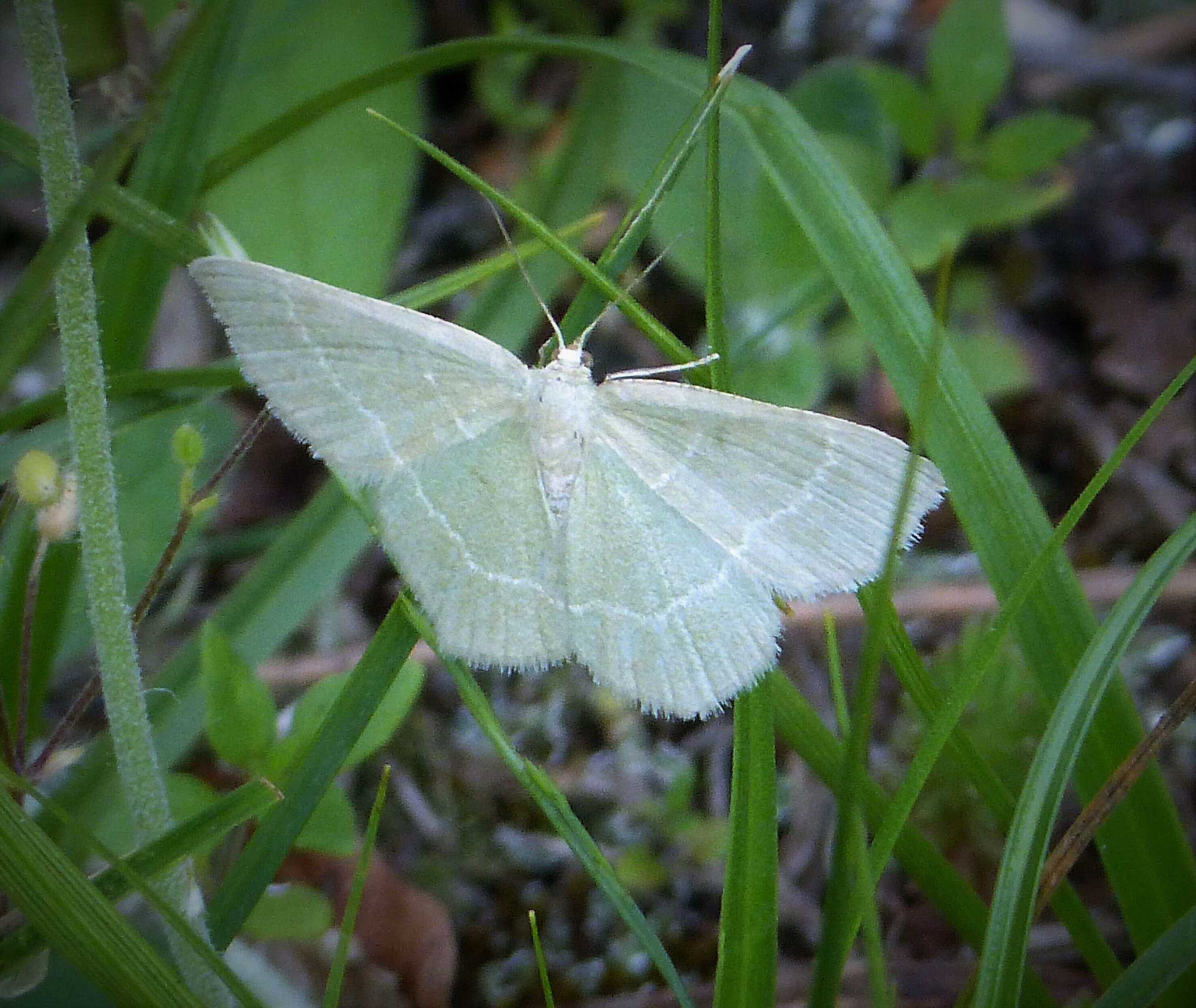 Image of small grass emerald