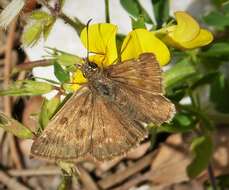 Image of dingy skipper