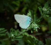 Plancia ëd Callophrys rubi (Linnaeus 1758)