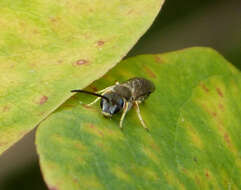 Image of Orange-legged furrow bee