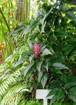 Image of Brazilian-plume