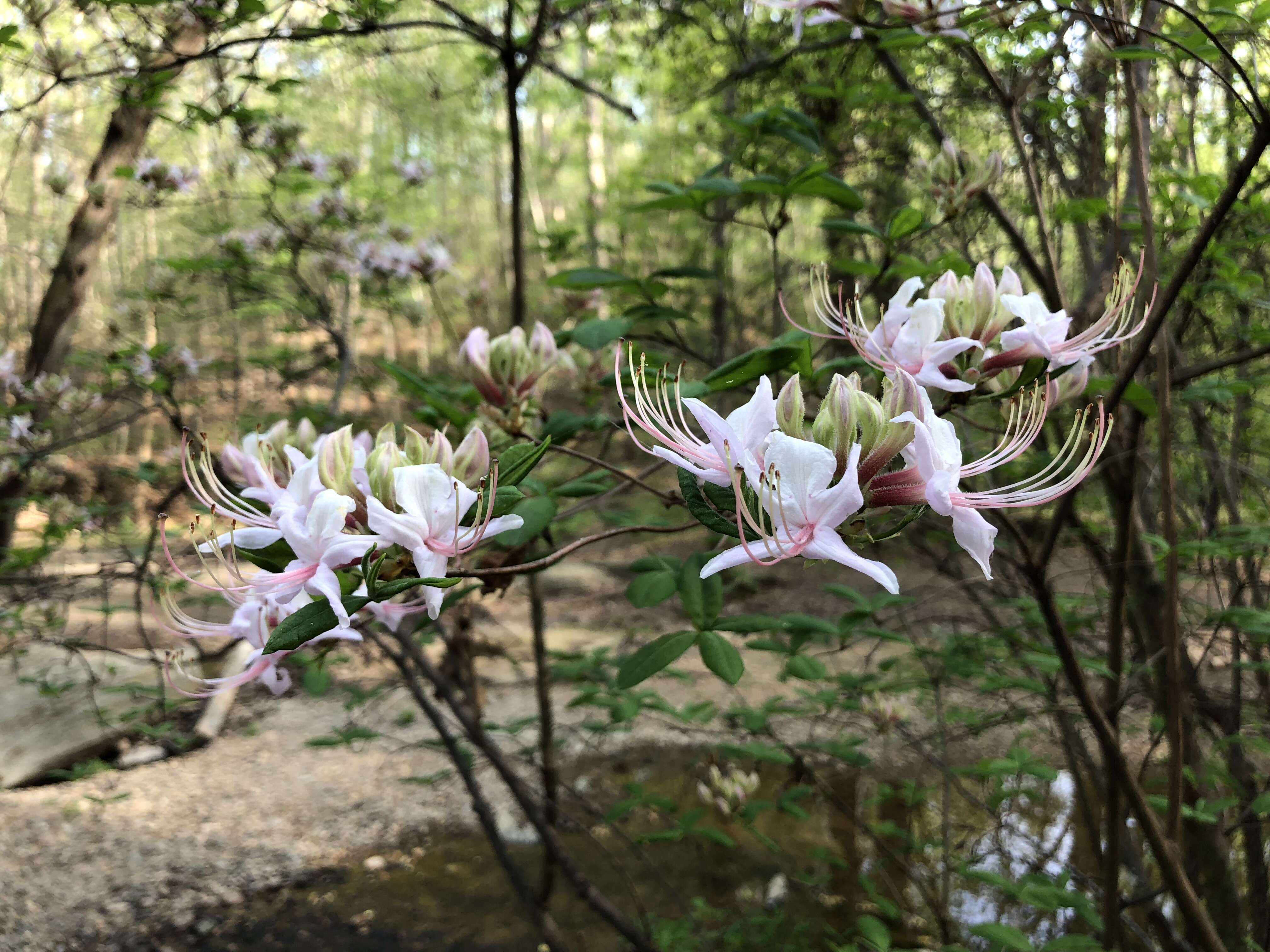 Image of pink azalea