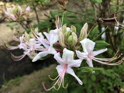 Image of pink azalea