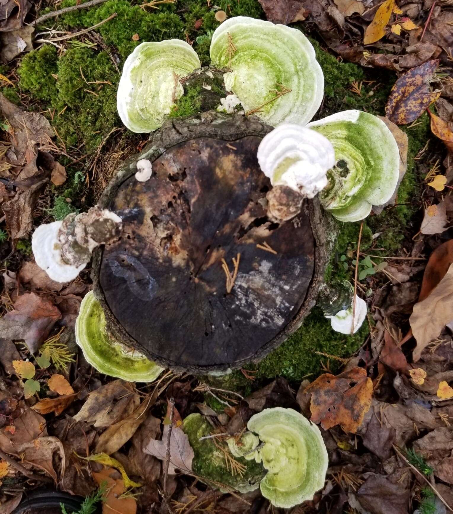 Imagem de Trametes elegans (Spreng.) Fr. 1838