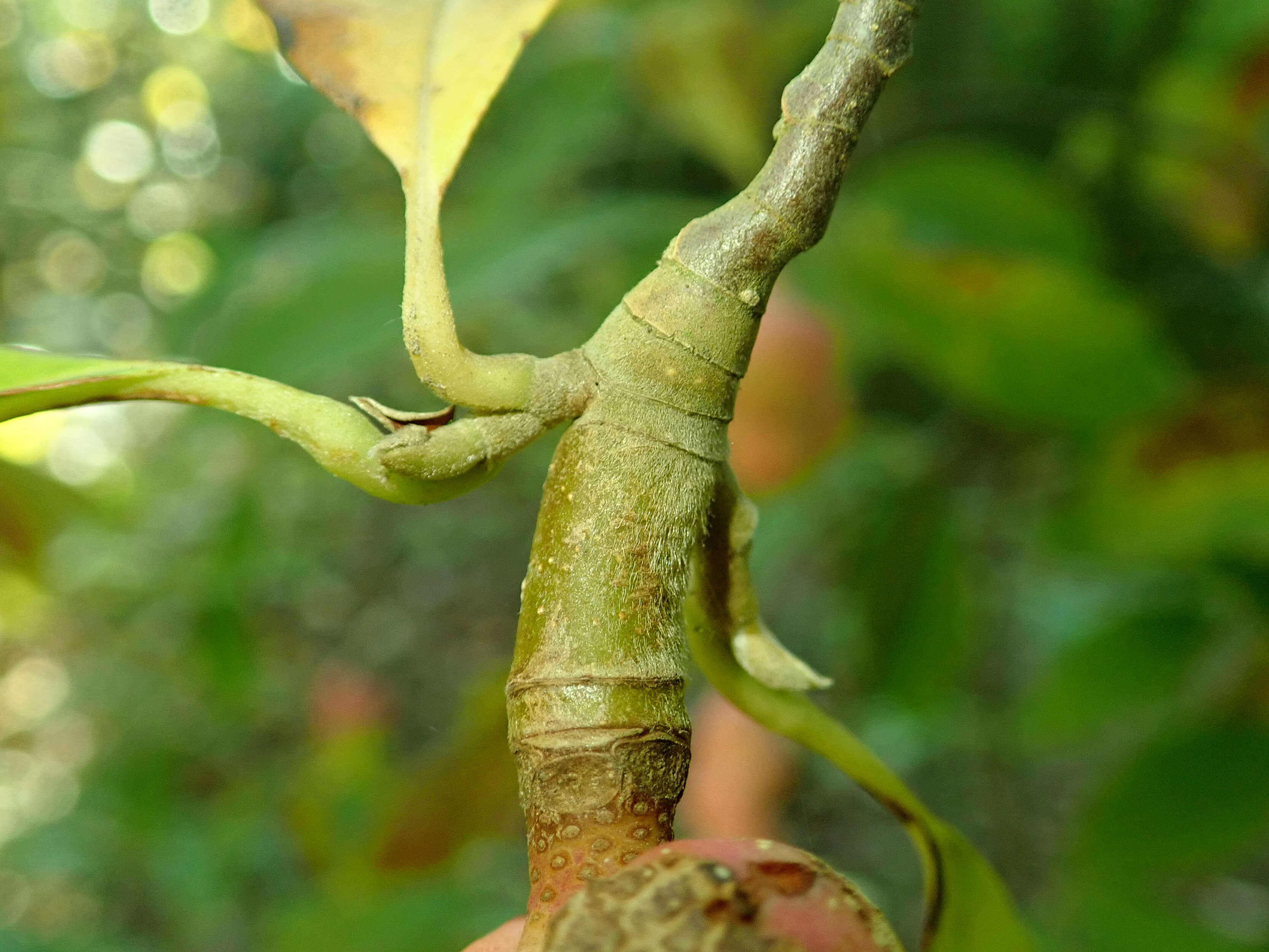 Image of Magnolia cylindrica E. H. Wilson