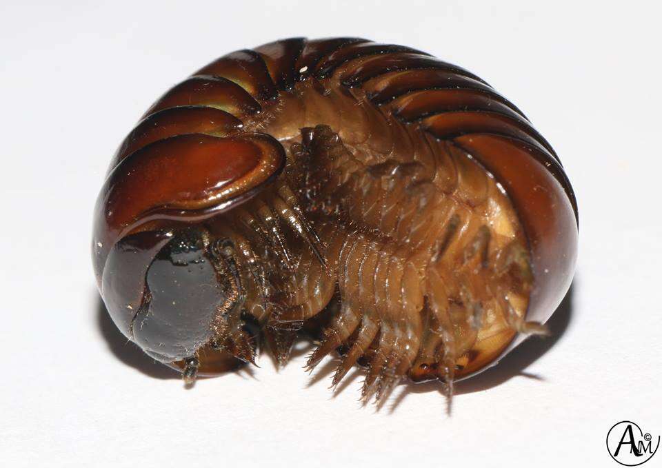 Image of Sphaerotheriidae