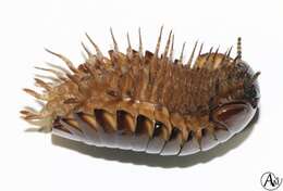 Image of Sphaerotheriidae