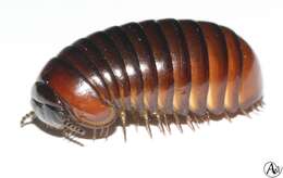 Image of Sphaerotheriidae