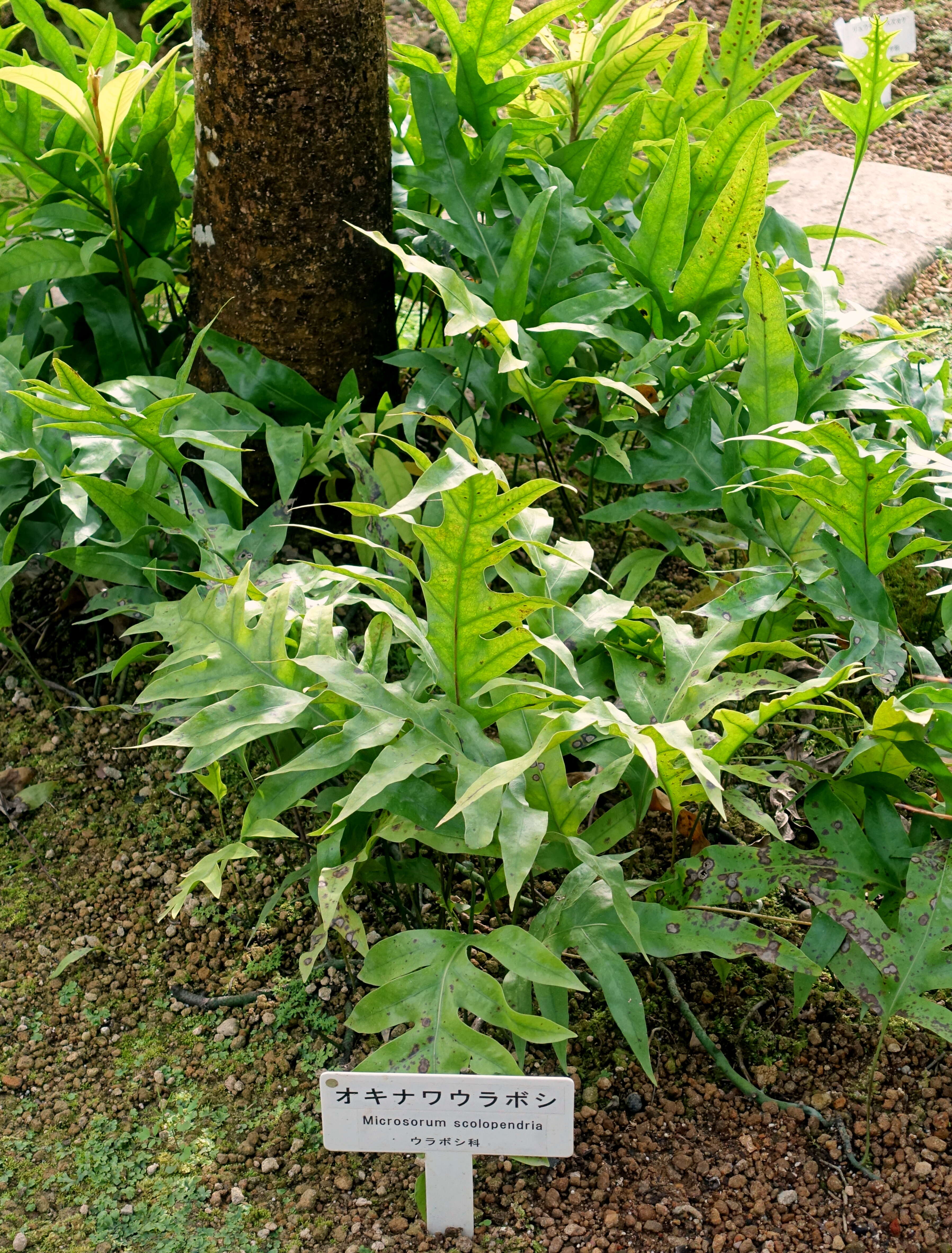 Image of monarch fern