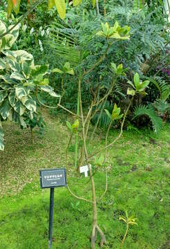 Image of Mangrove