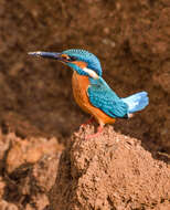 Image of Common Kingfisher