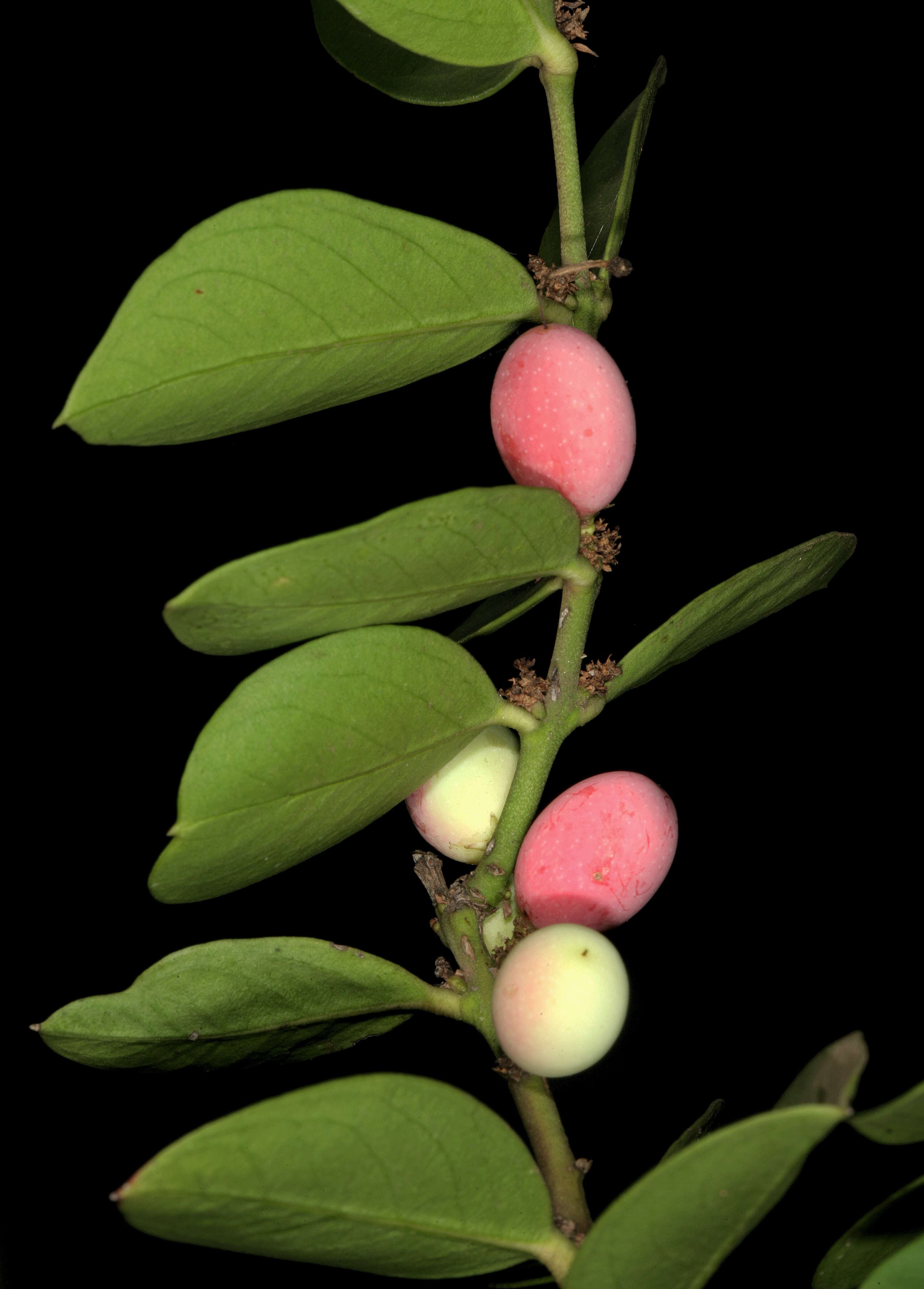 Image of Common Poison Bush