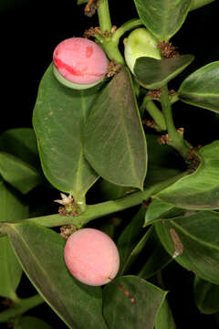 Image of Common Poison Bush