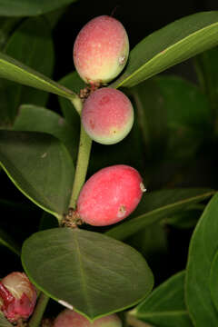 Image of Acokanthera oppositifolia (Lam.) Codd