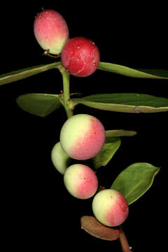 Image of Acokanthera oppositifolia (Lam.) Codd