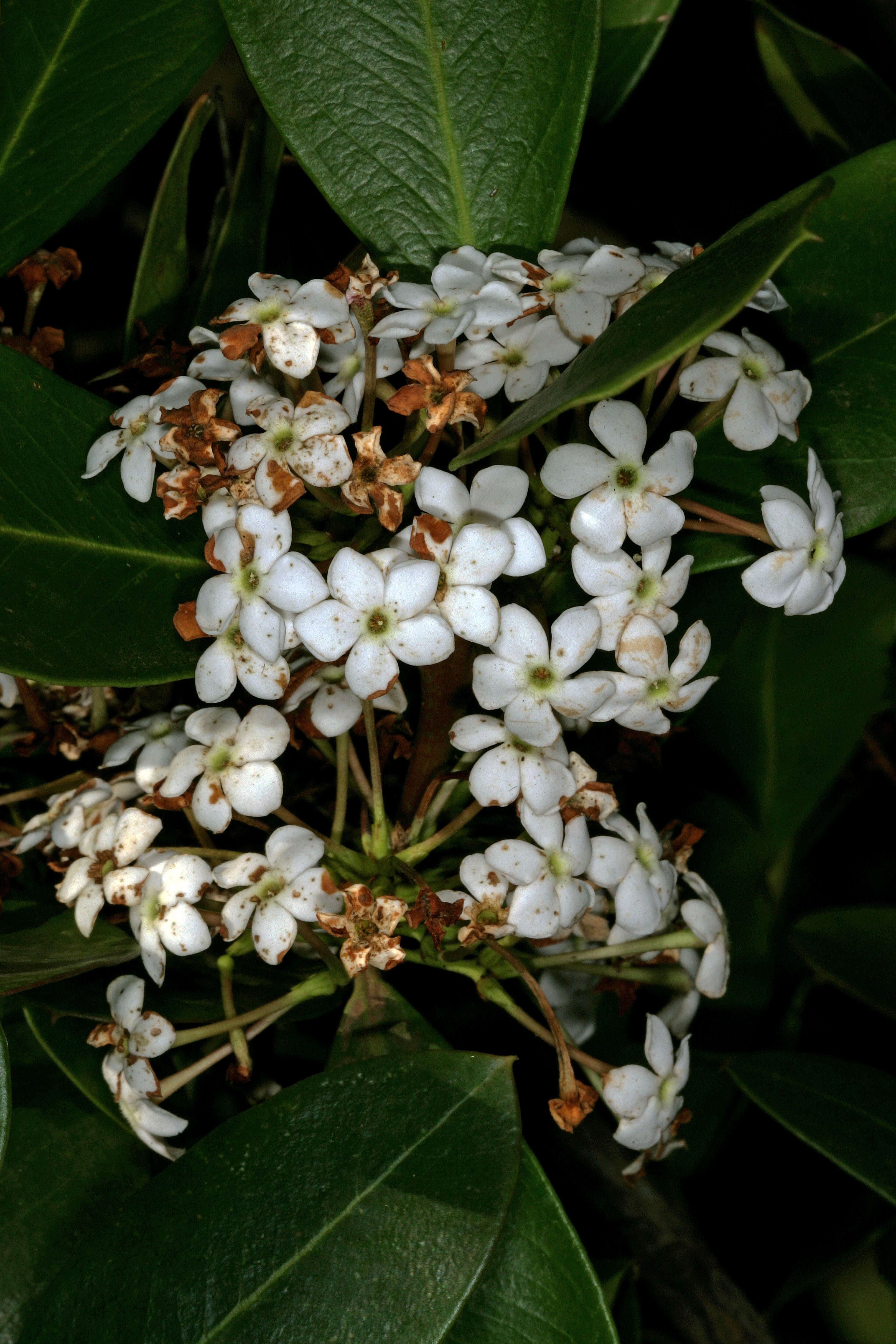 Image of African wintersweet