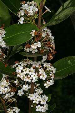 Image of Acokanthera oblongifolia (Hochst.) Benth. & Hook. fil. ex B. D. Jacks.