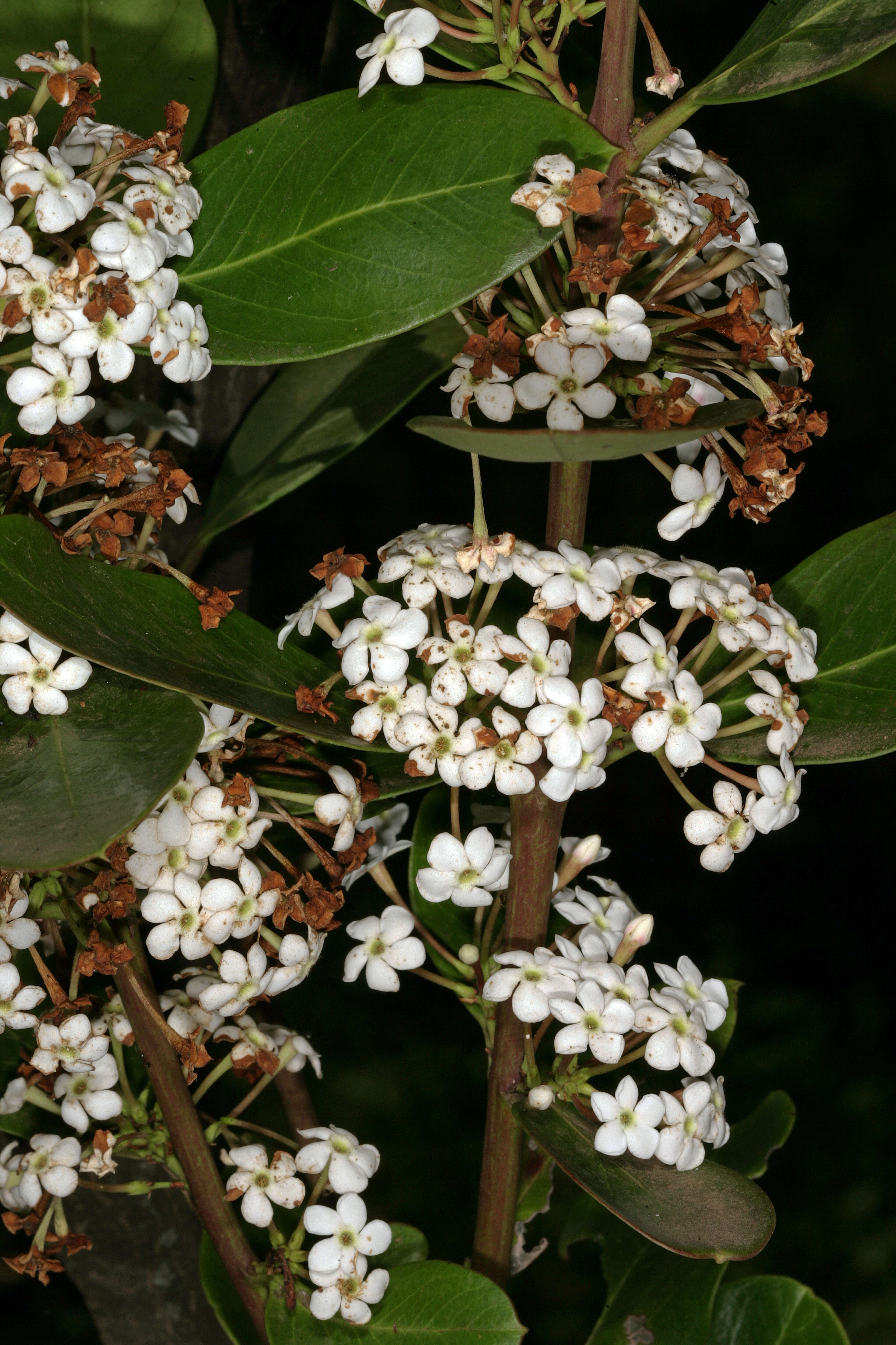 Image of African wintersweet