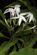 Image of Alstonia venenata R. Br.