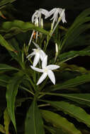 Image of Alstonia venenata R. Br.