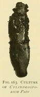 Слика од Dermateaceae