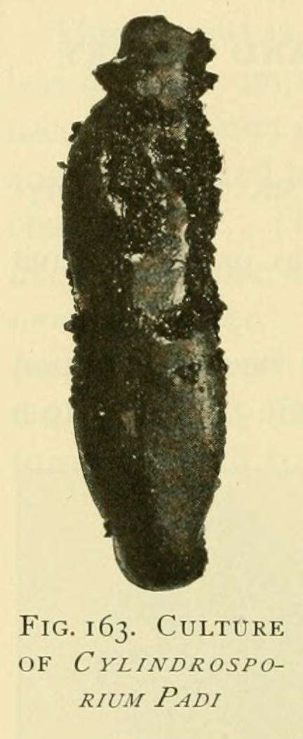 Слика од Dermateaceae