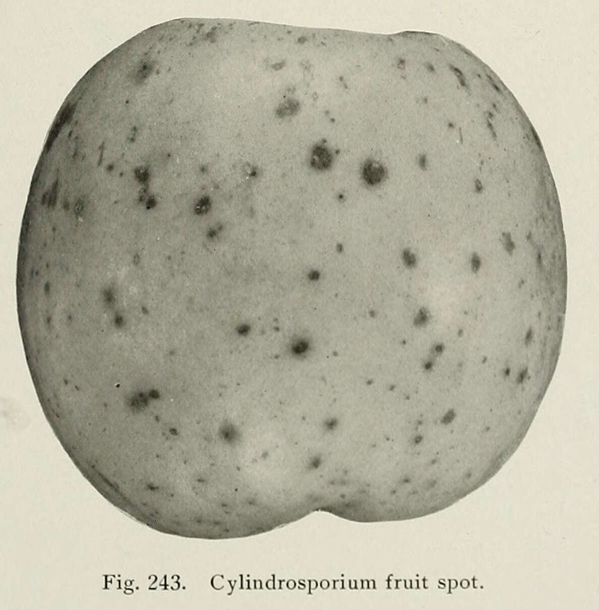 Слика од Dermateaceae