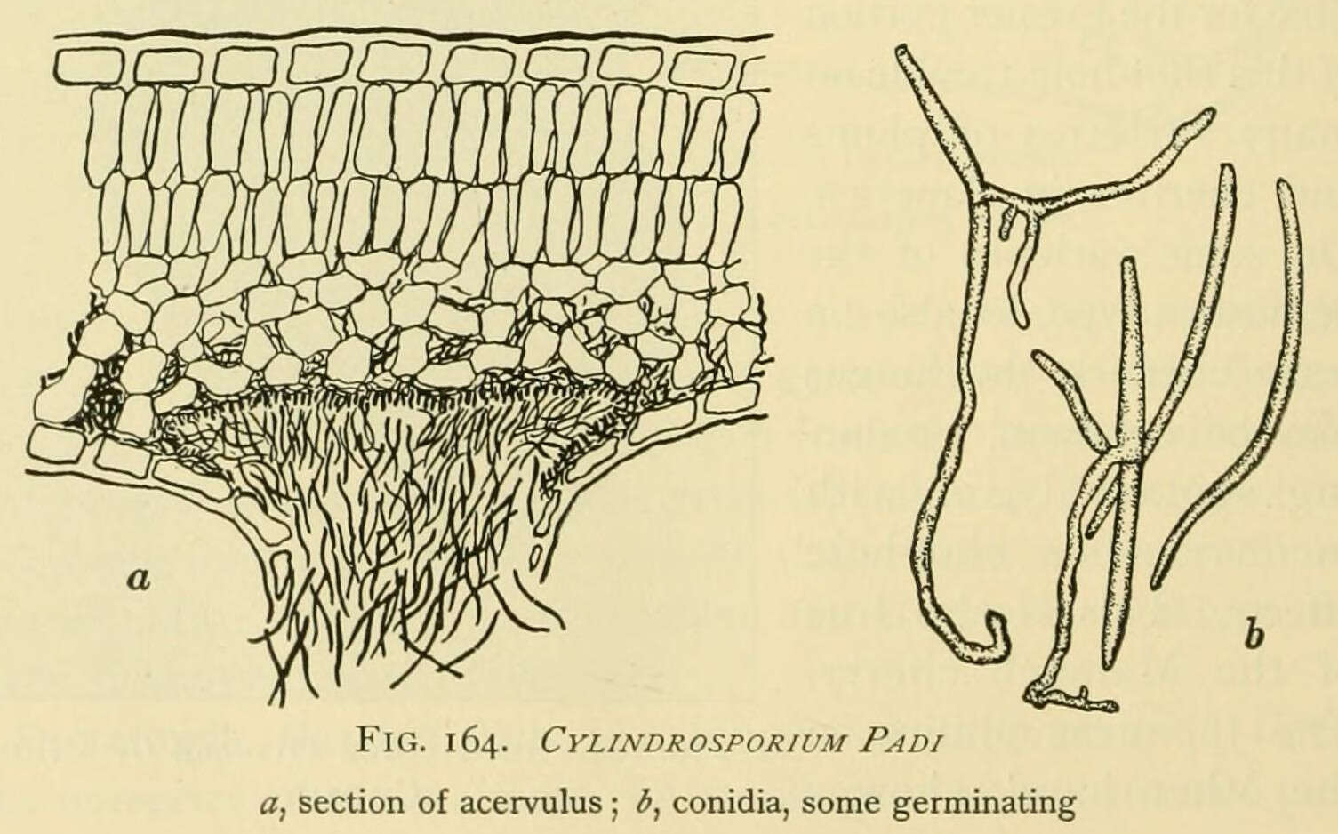 Слика од Dermateaceae