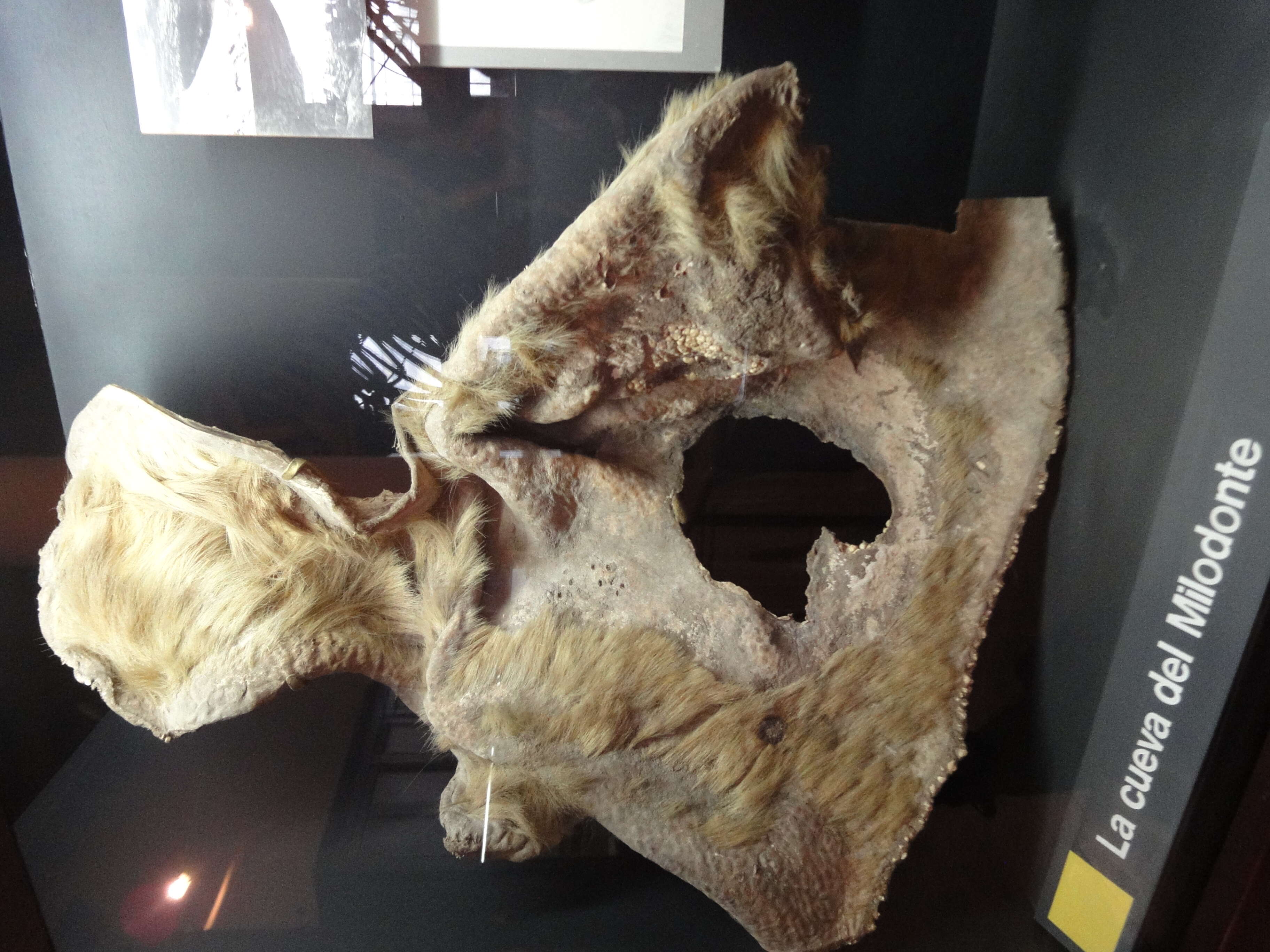 Image of mylodont ground sloths