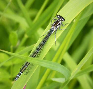 Image of Azure Bluet