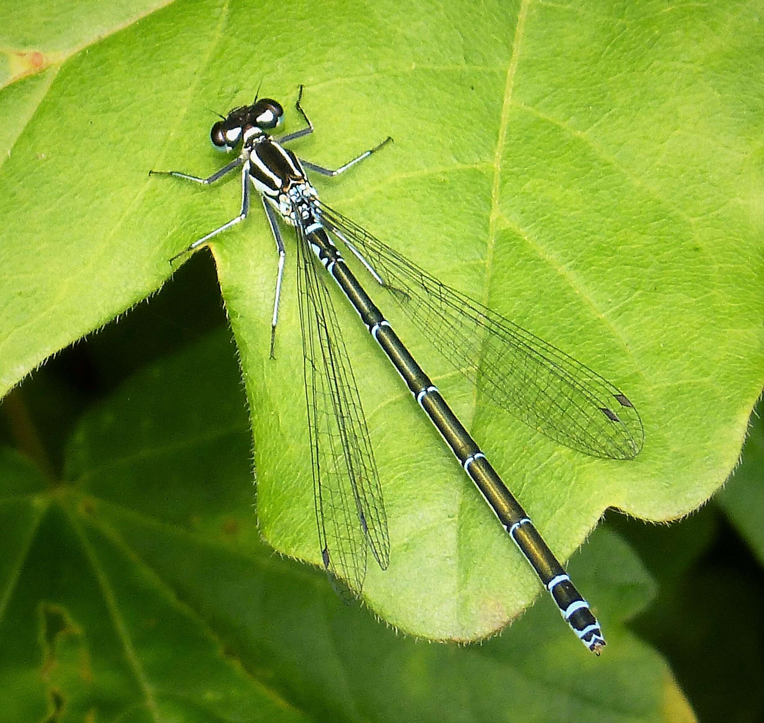 Image of Azure Bluet