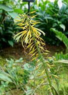 Image of Pitcairnia xanthocalyx Mart.