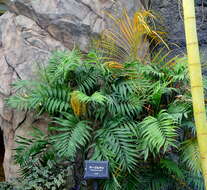 Image of parlor palm