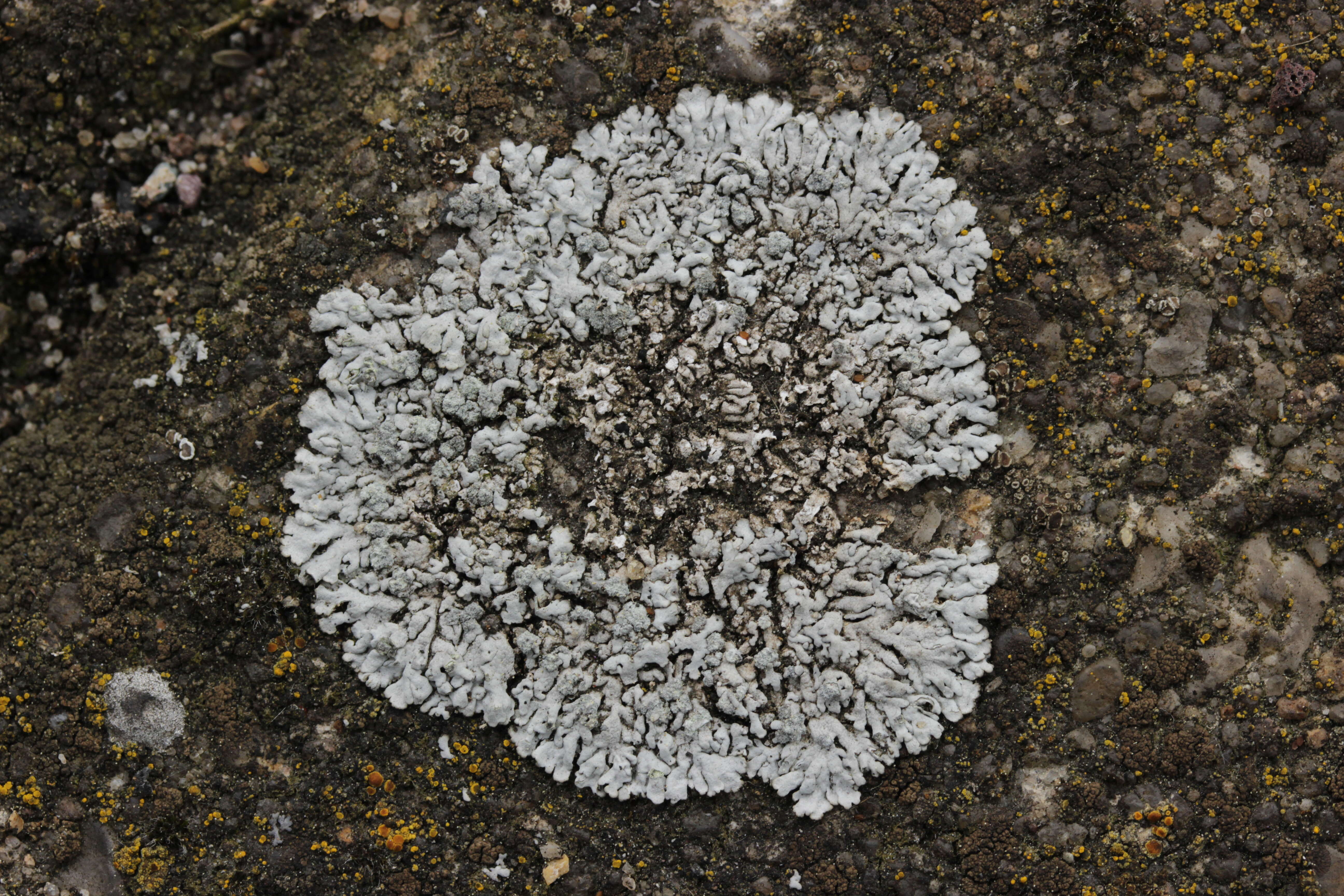 Image of Blue-gray rosette lichen