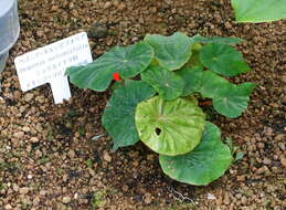 Слика од Begonia nelumbiifolia Schltdl. & Cham.