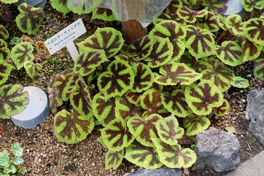 Слика од Begonia masoniana Irmsch. ex Ziesenh.