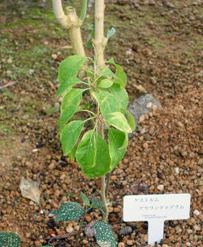 Image of orange jessamine