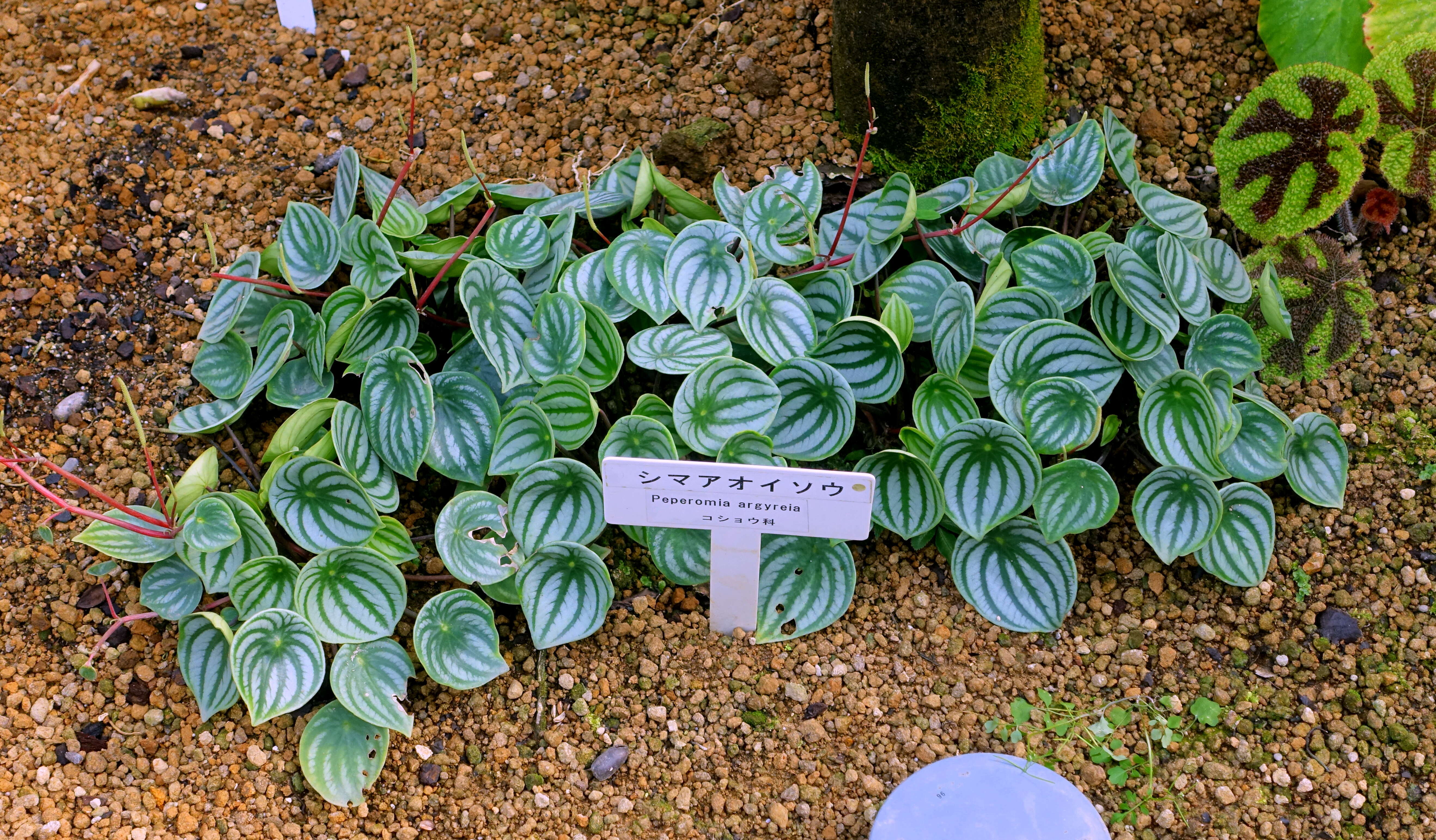 Image of Peperomia argyreia (Miq.) E. Morr.